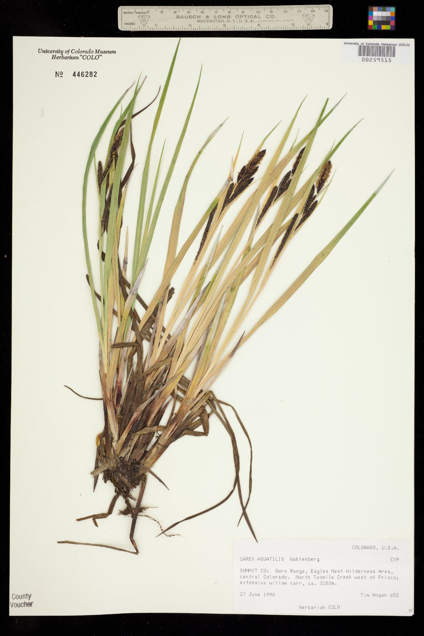 Carex aquatilis image