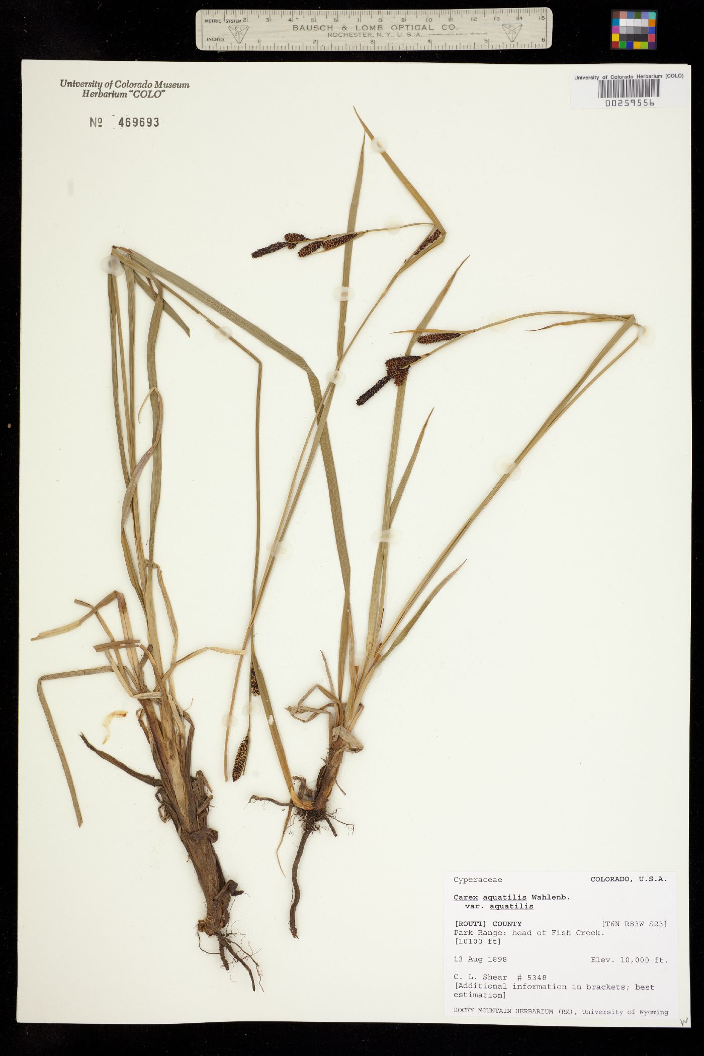 Carex aquatilis ssp. aquatilis image