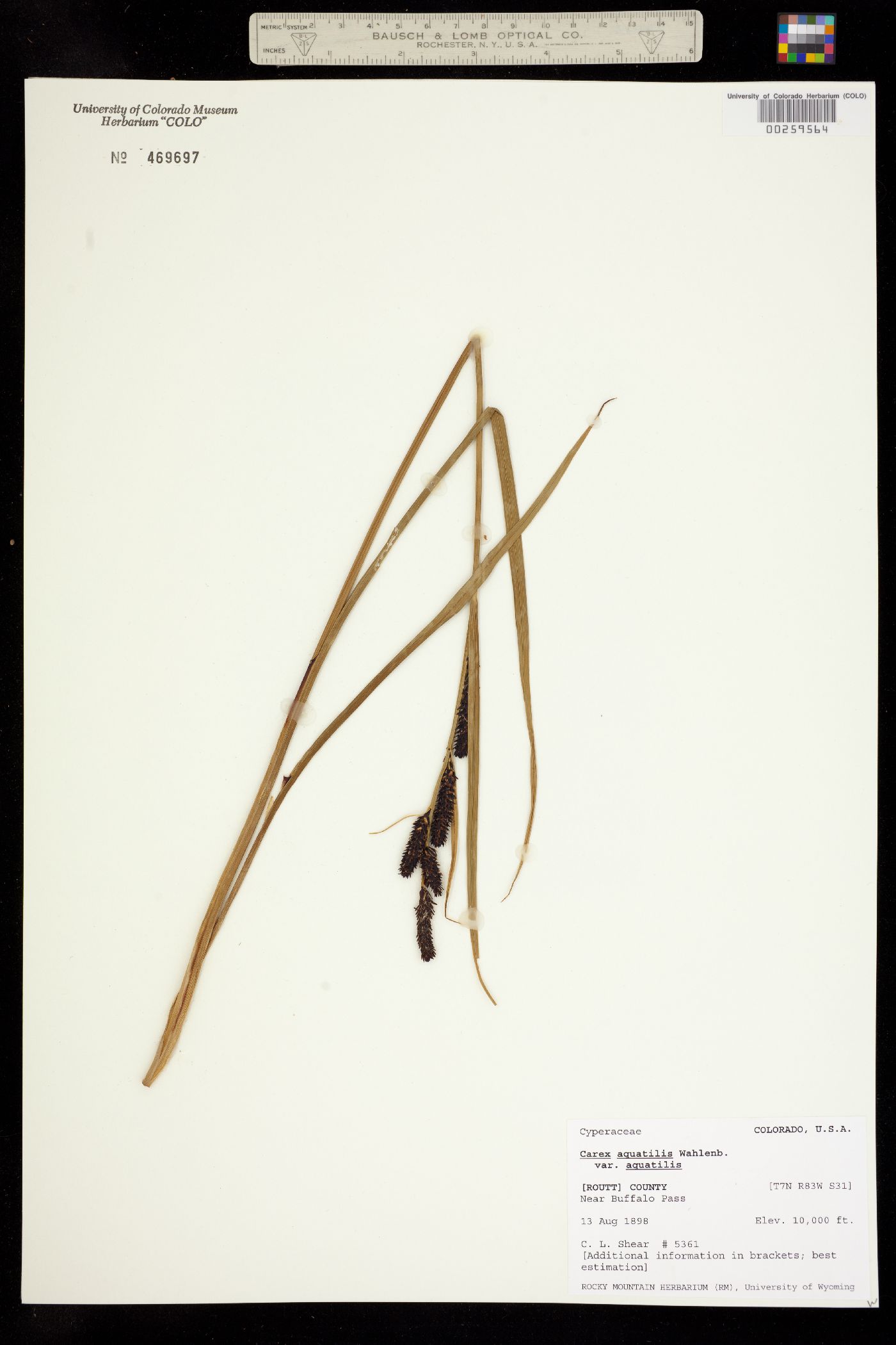 Carex aquatilis ssp. aquatilis image
