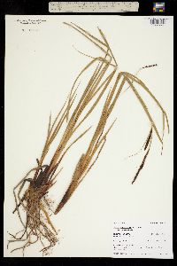 Carex aquatilis ssp. aquatilis image