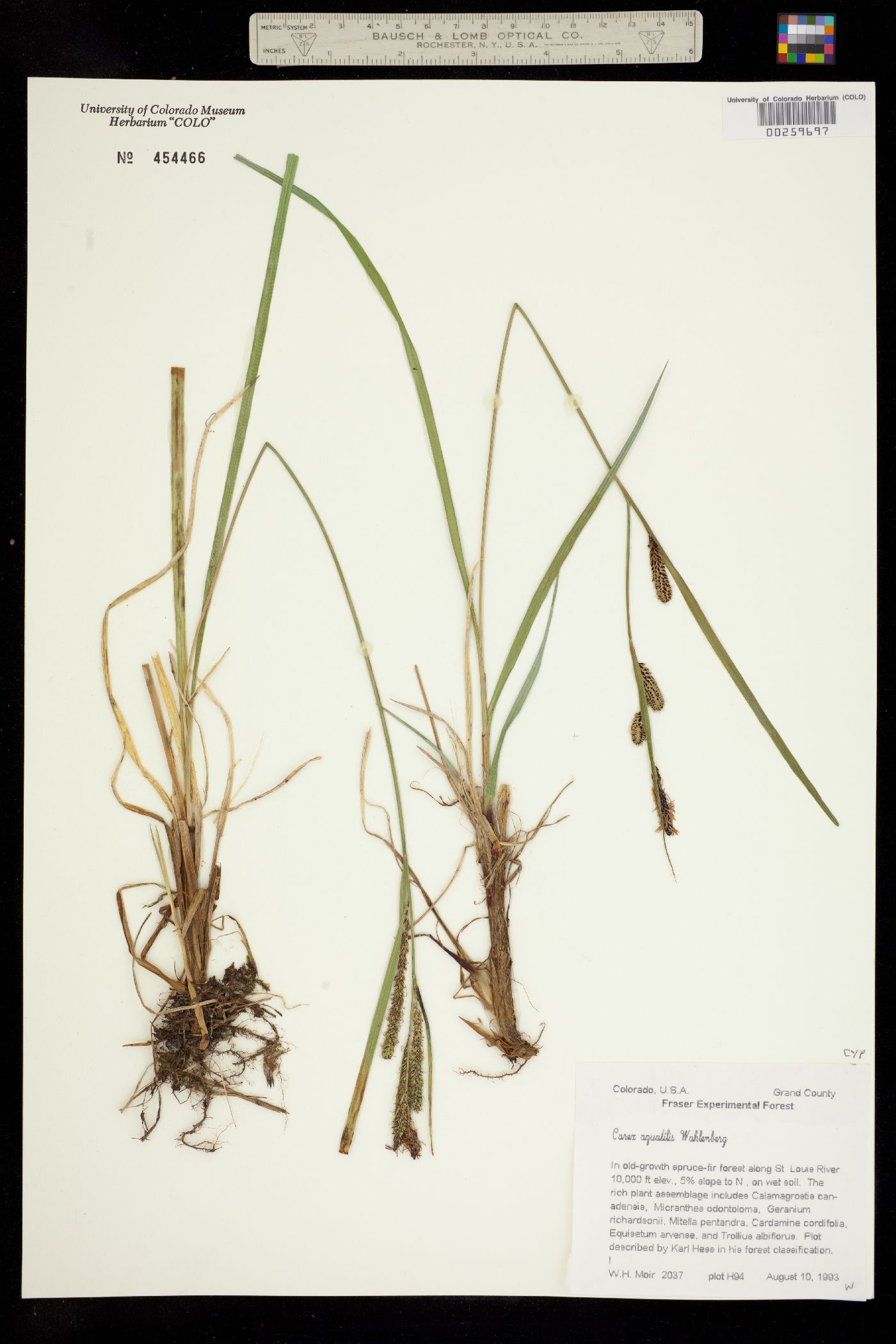 Carex aquatilis image