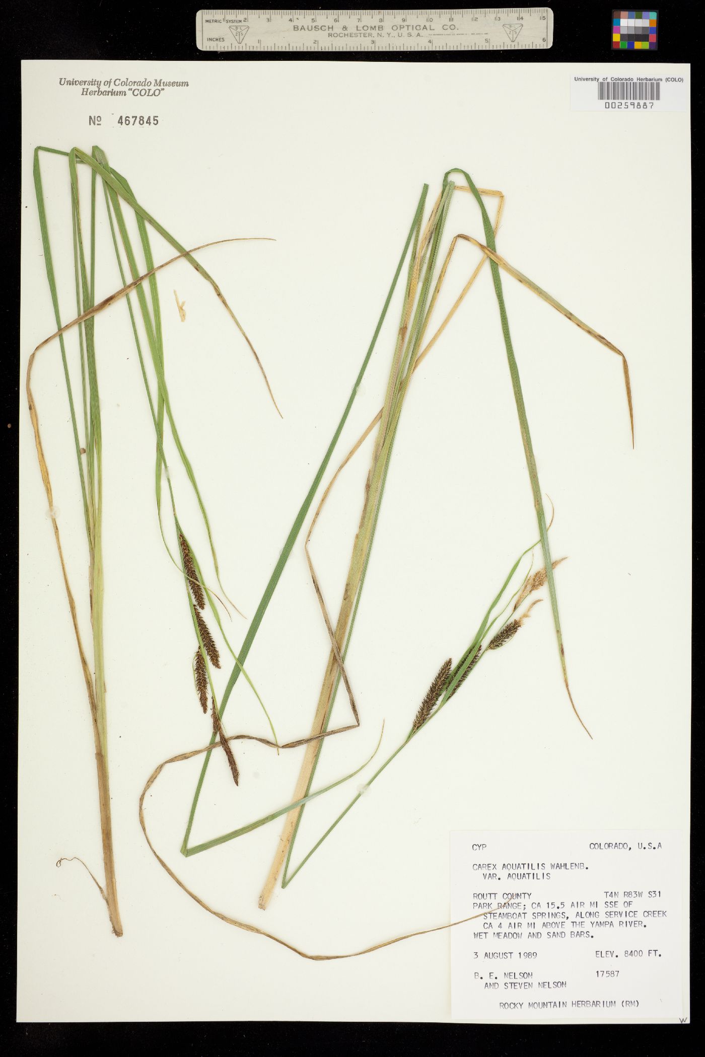Carex aquatilis subsp. aquatilis image