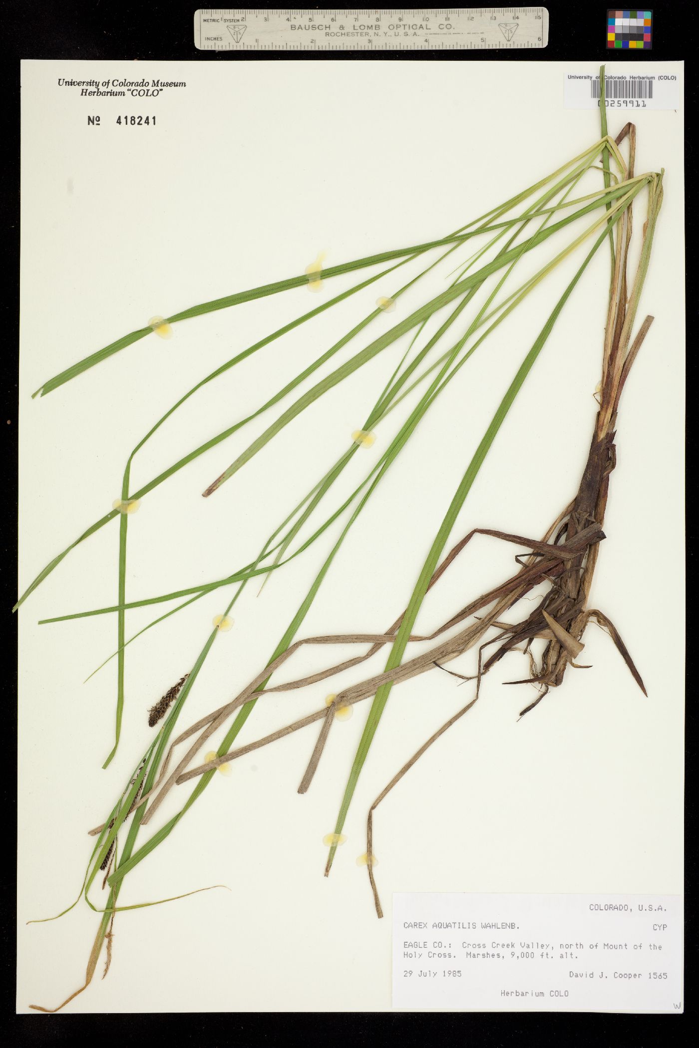 Carex aquatilis image