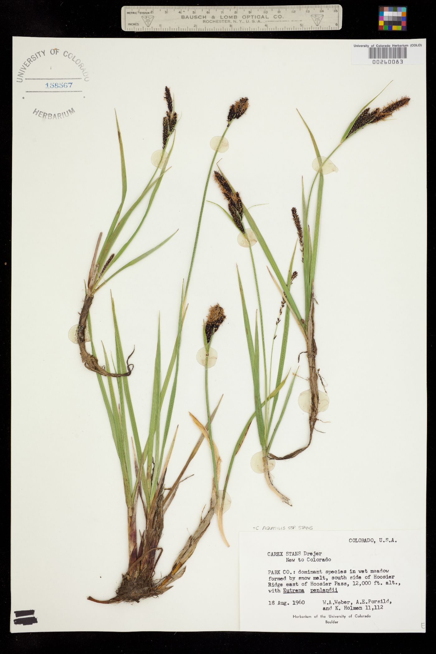 Carex aquatilis var. minor image