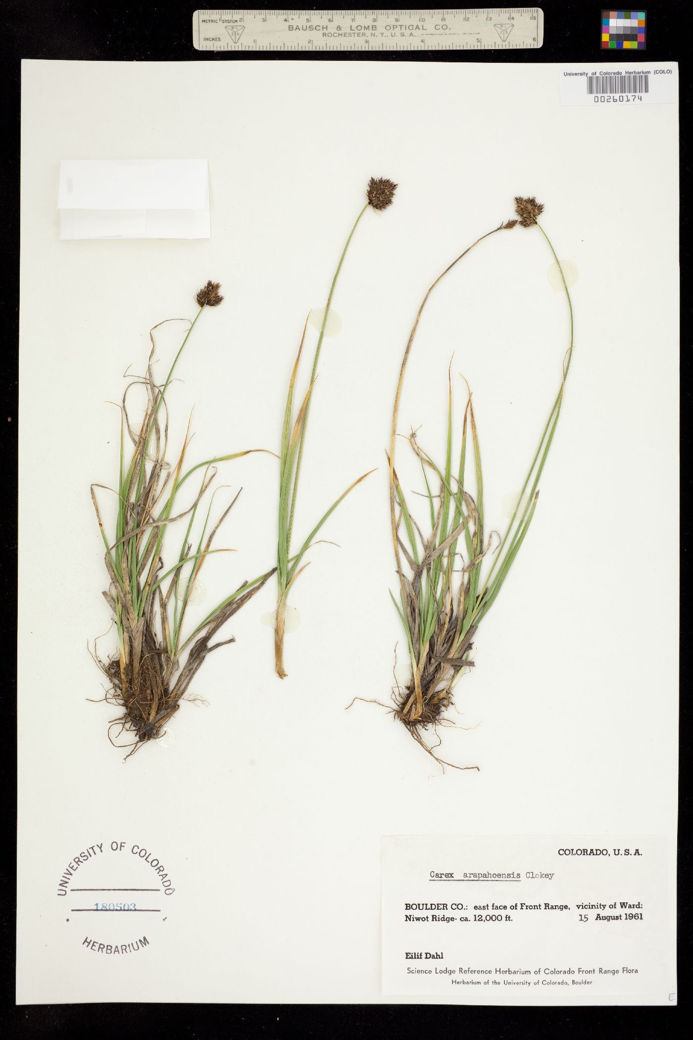 Carex arapahoensis image