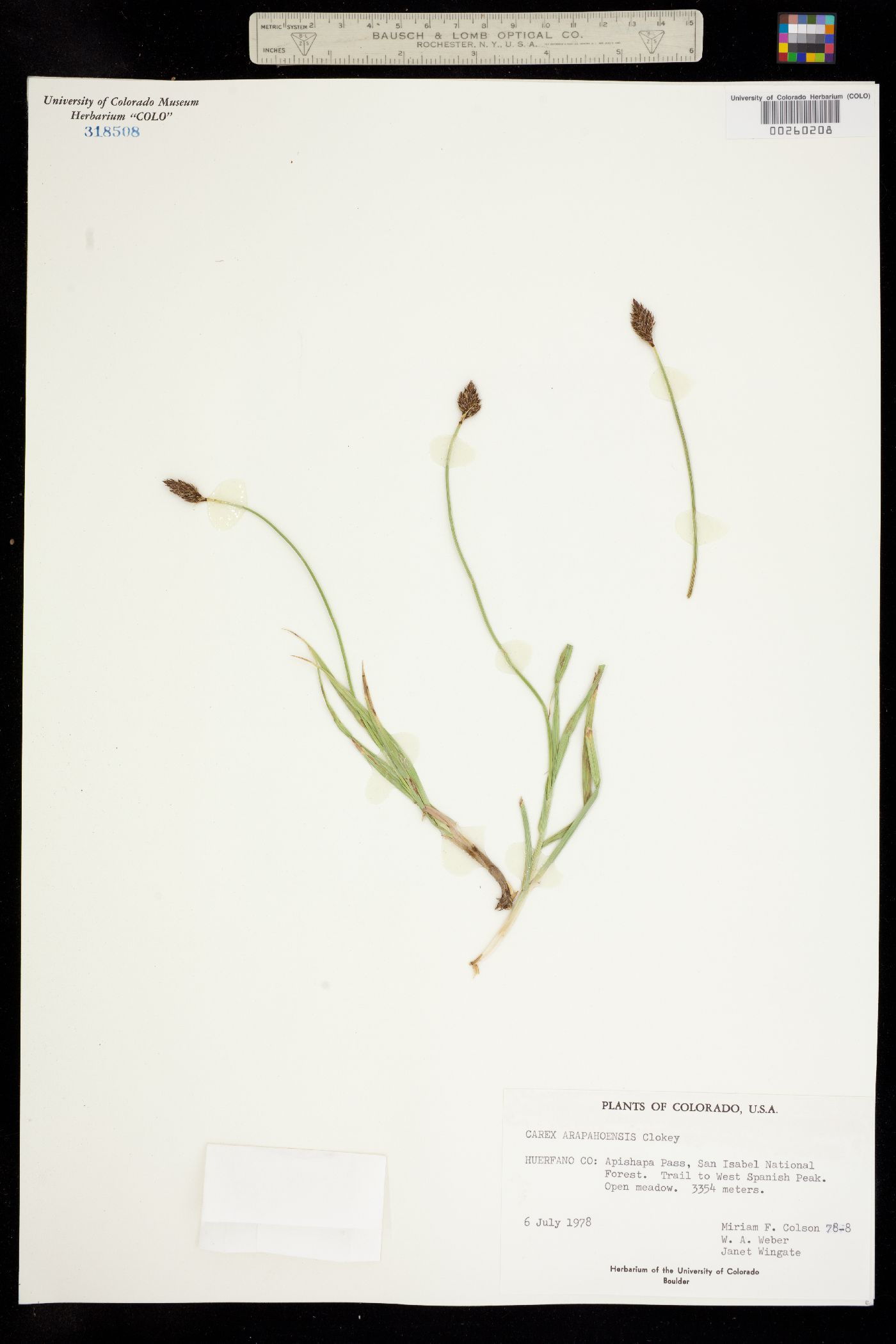 Carex arapahoensis image
