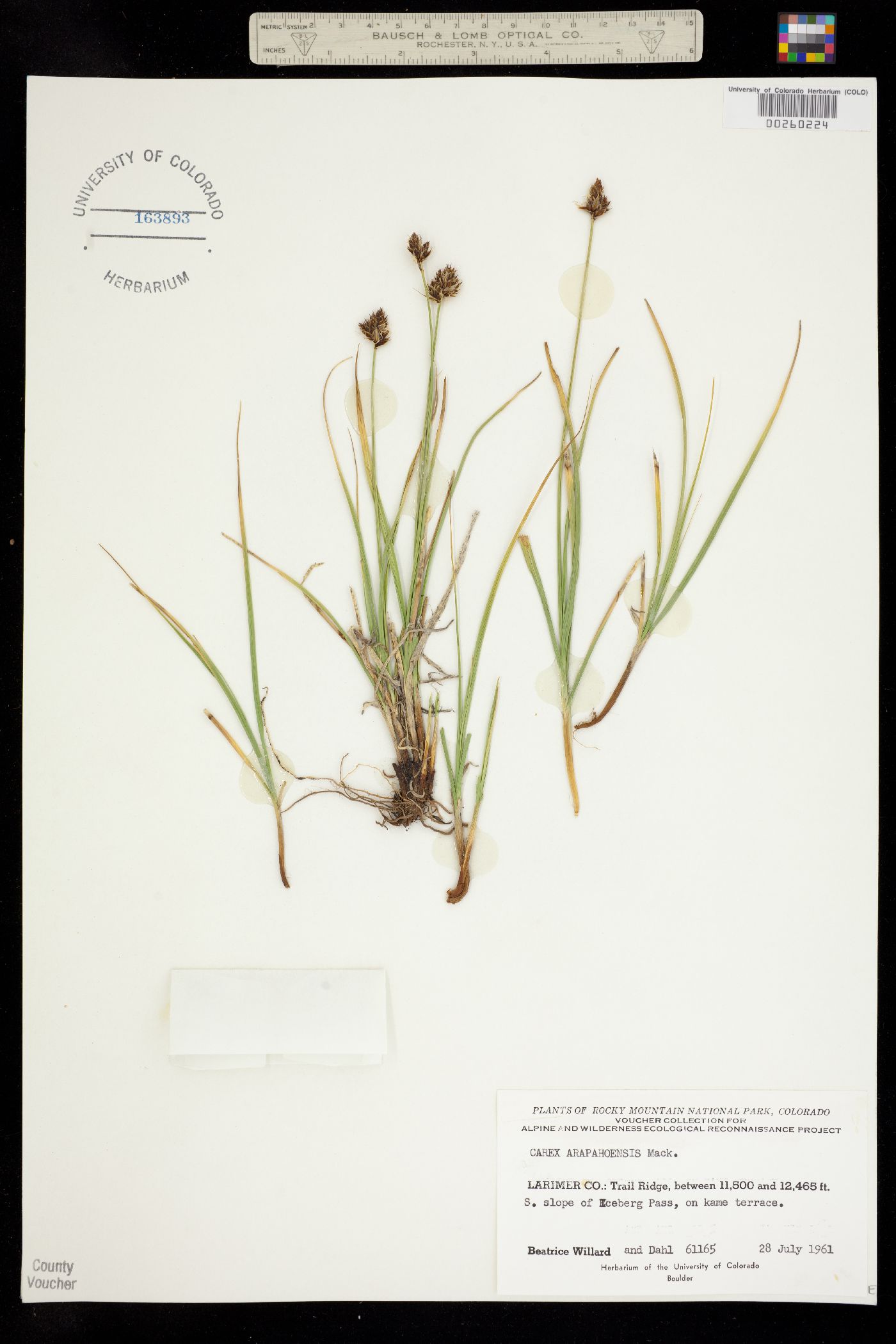 Carex arapahoensis image