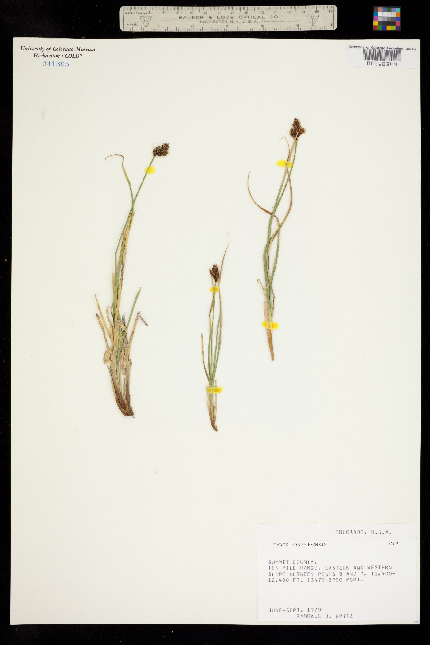 Carex arapahoensis image