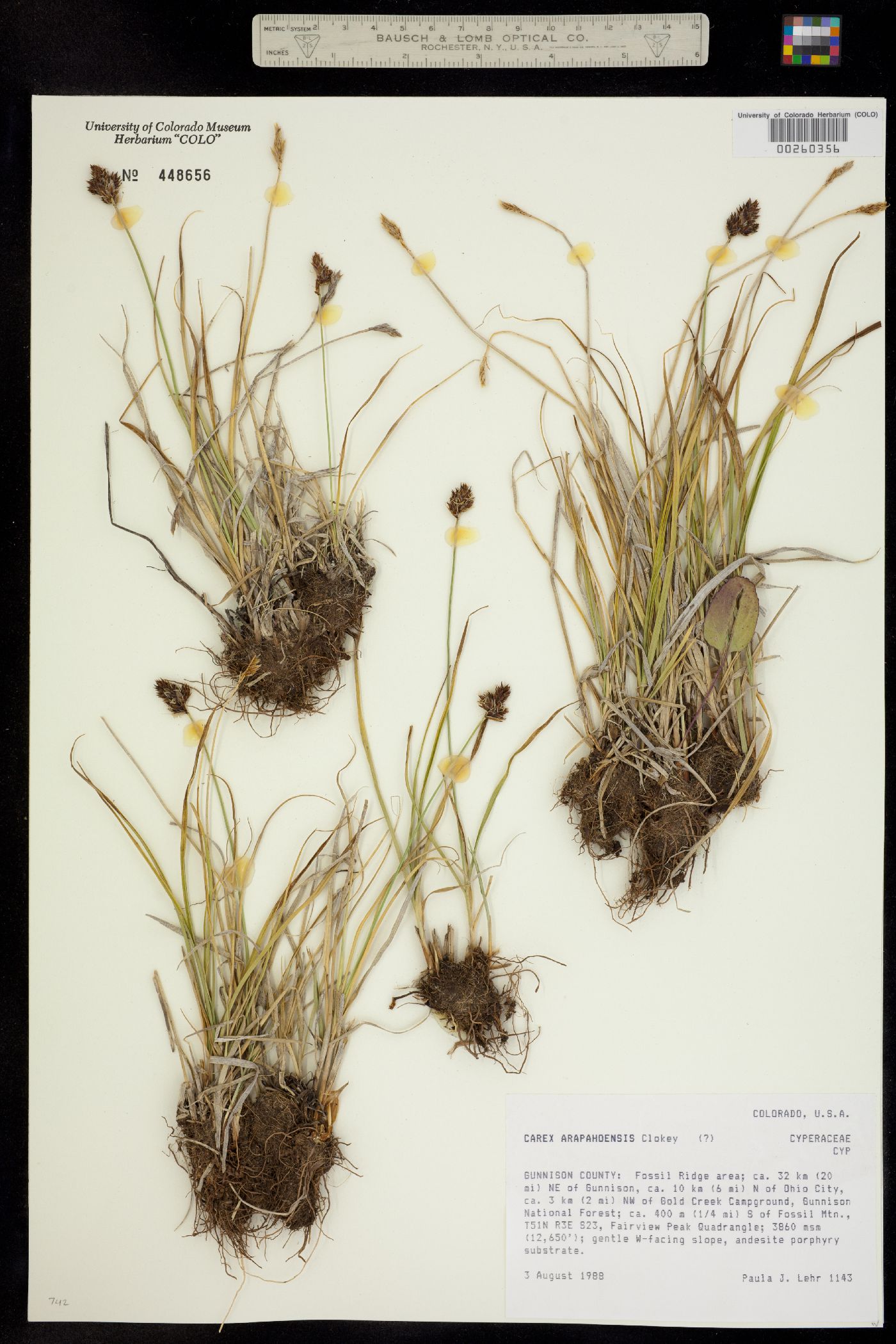 Carex arapahoensis image