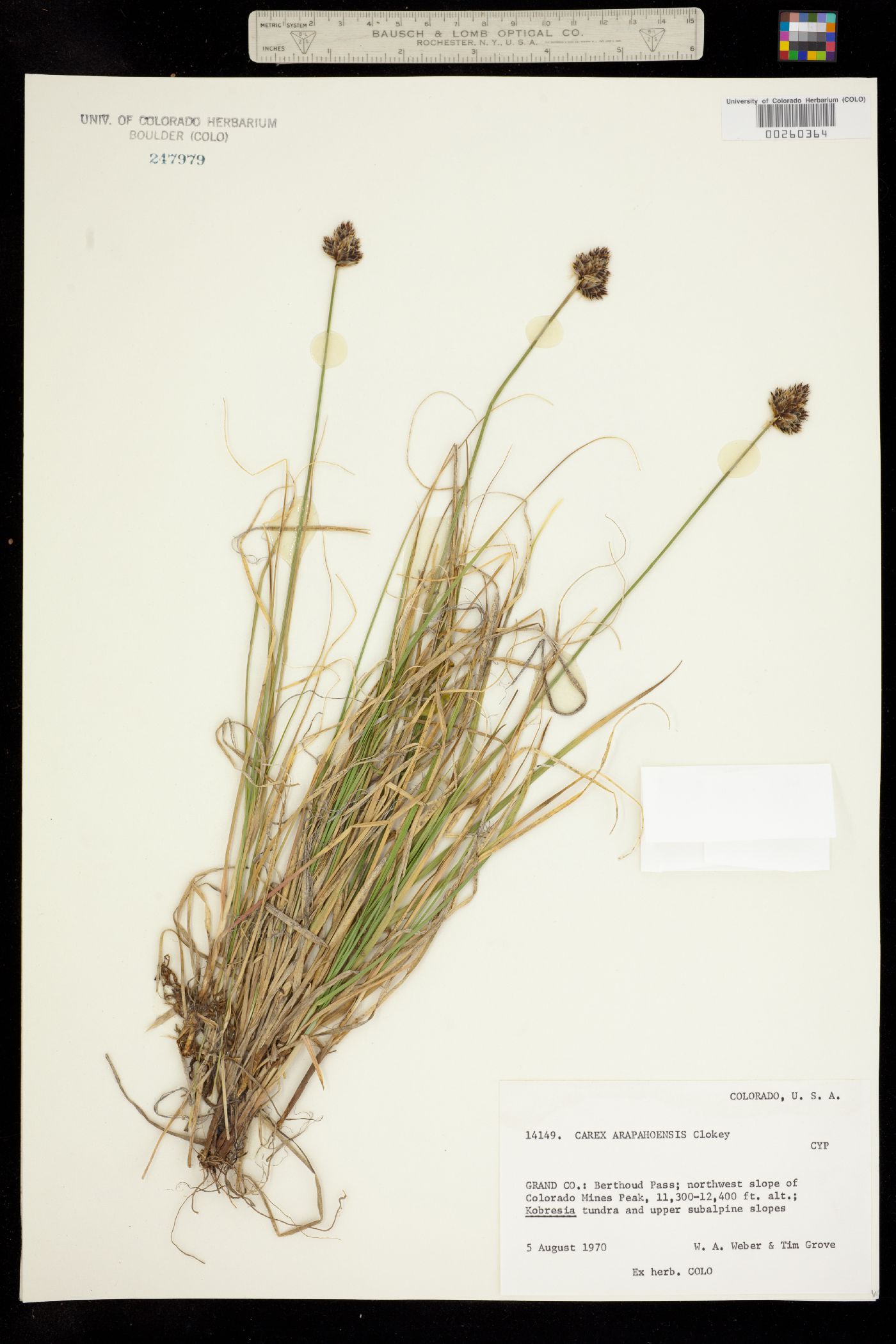 Carex arapahoensis image
