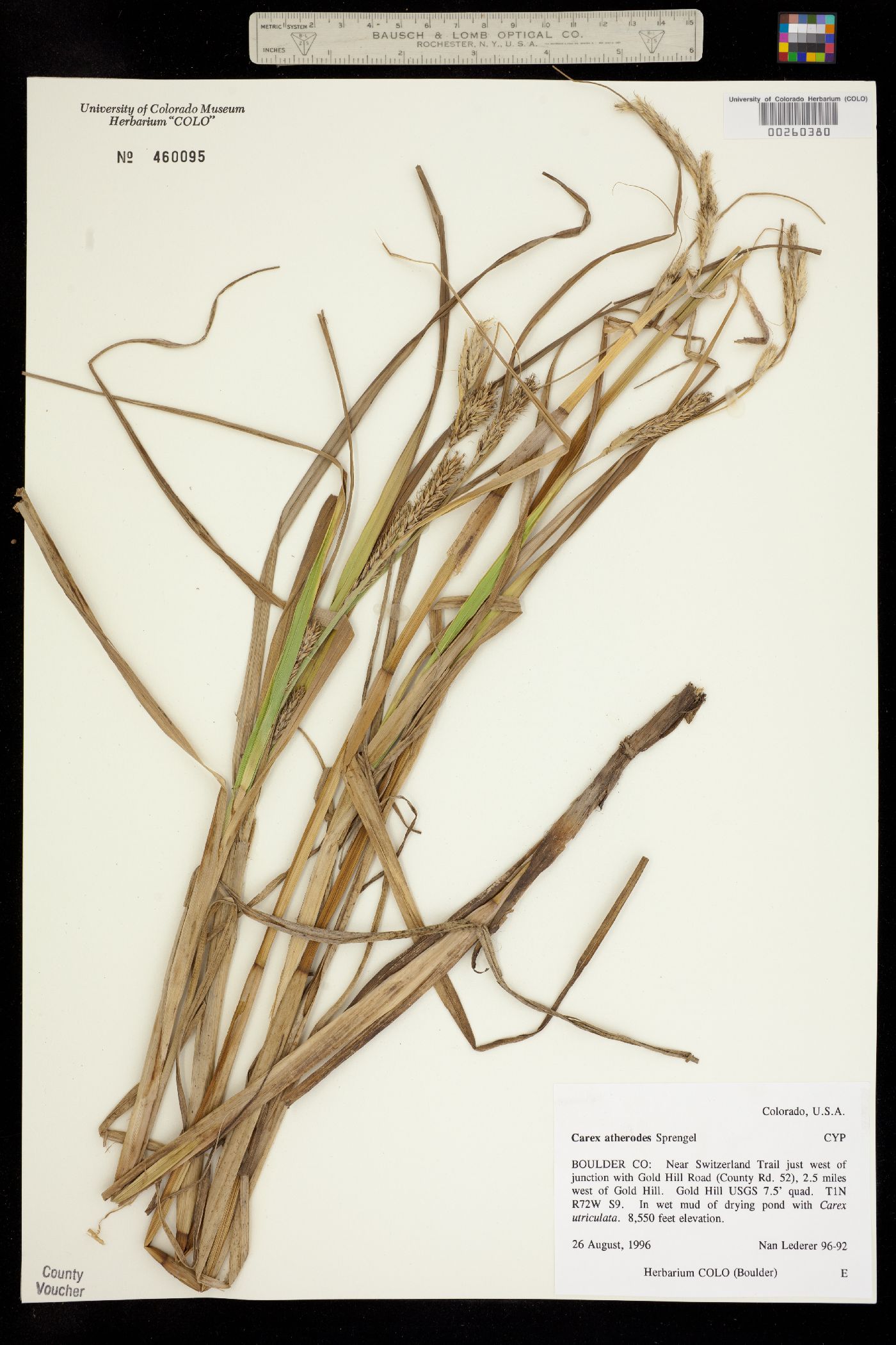 Carex atherodes image