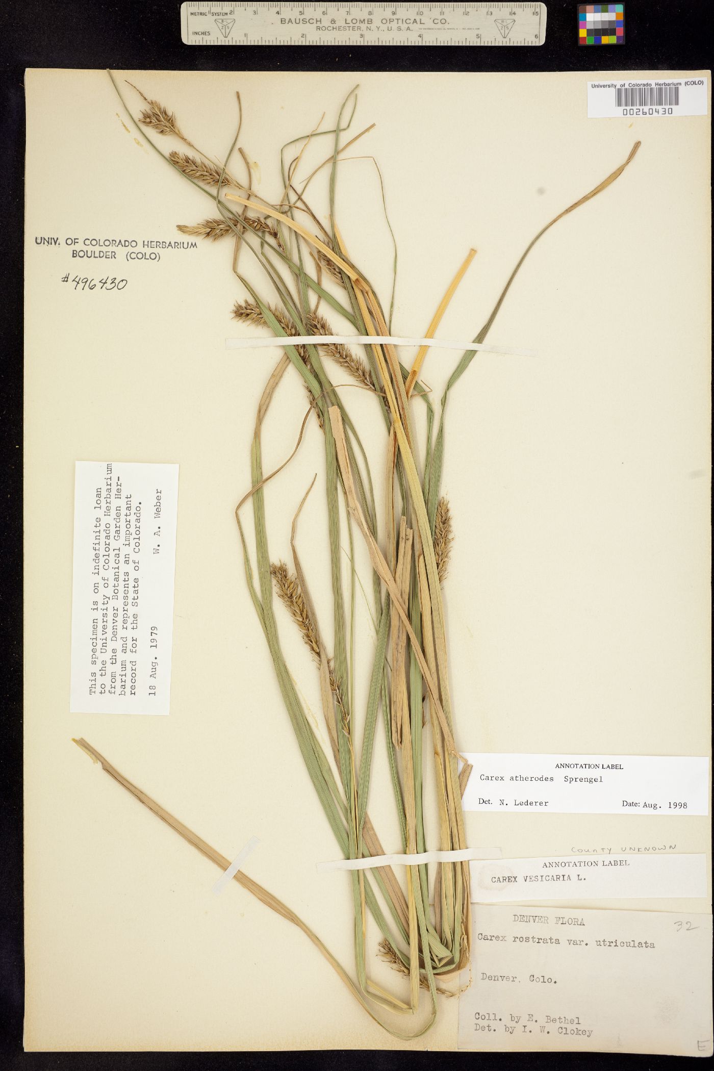 Carex atherodes image