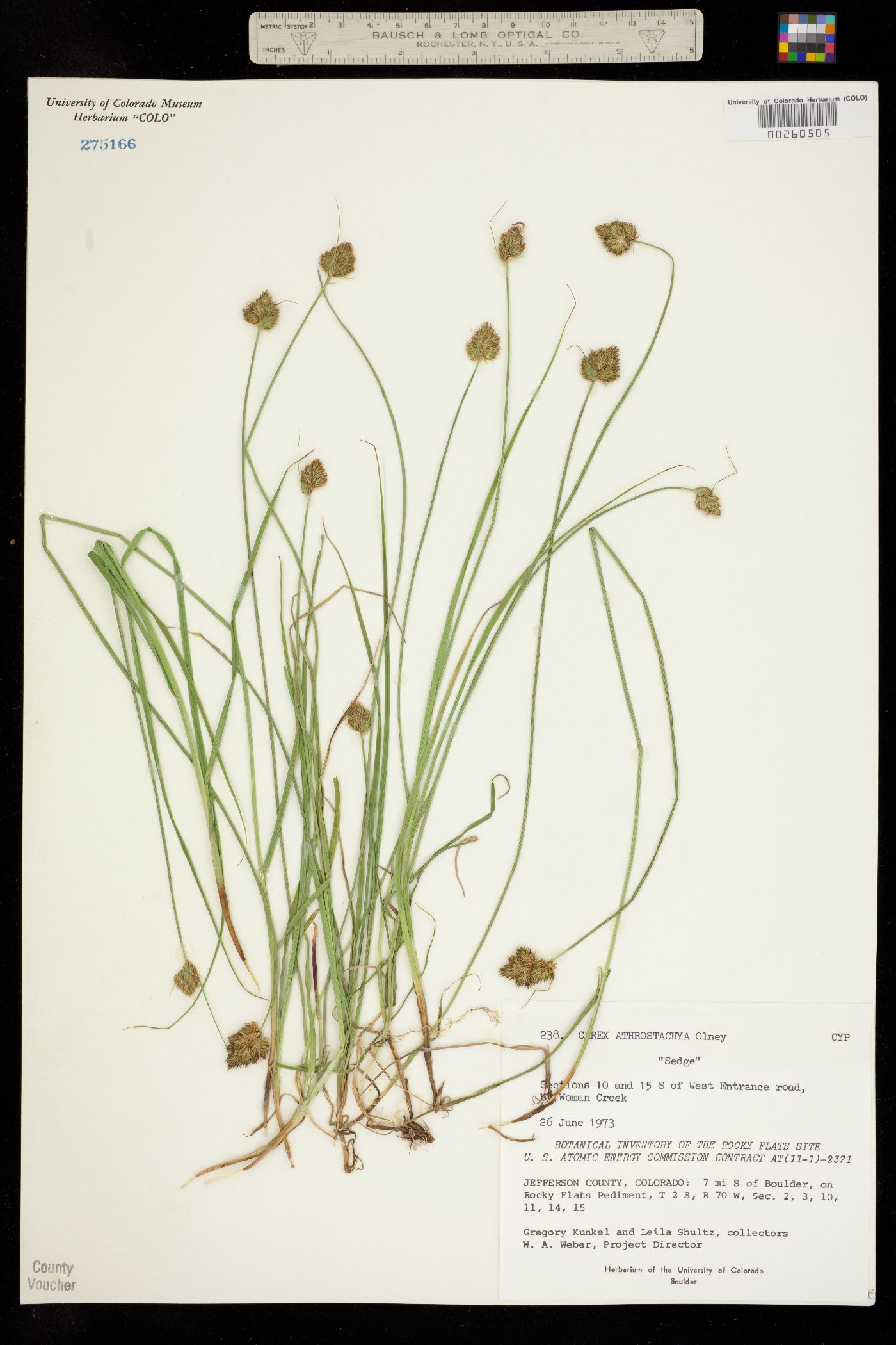 Carex athrostachya image