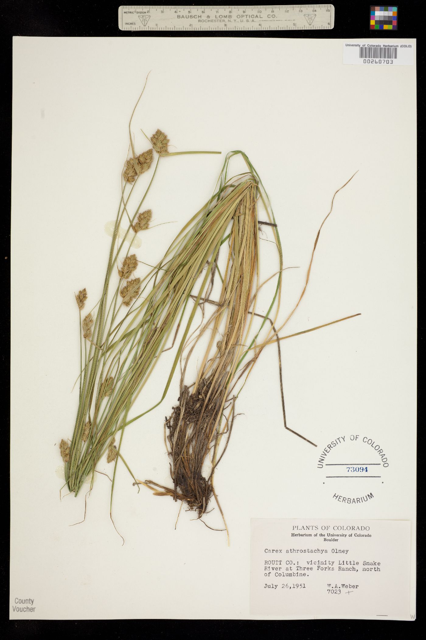 Carex athrostachya image
