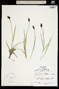 Image of Carex atrata
