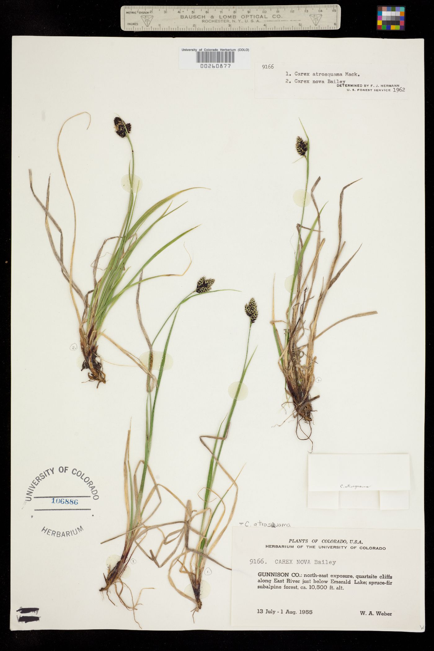 Carex atrosquama image