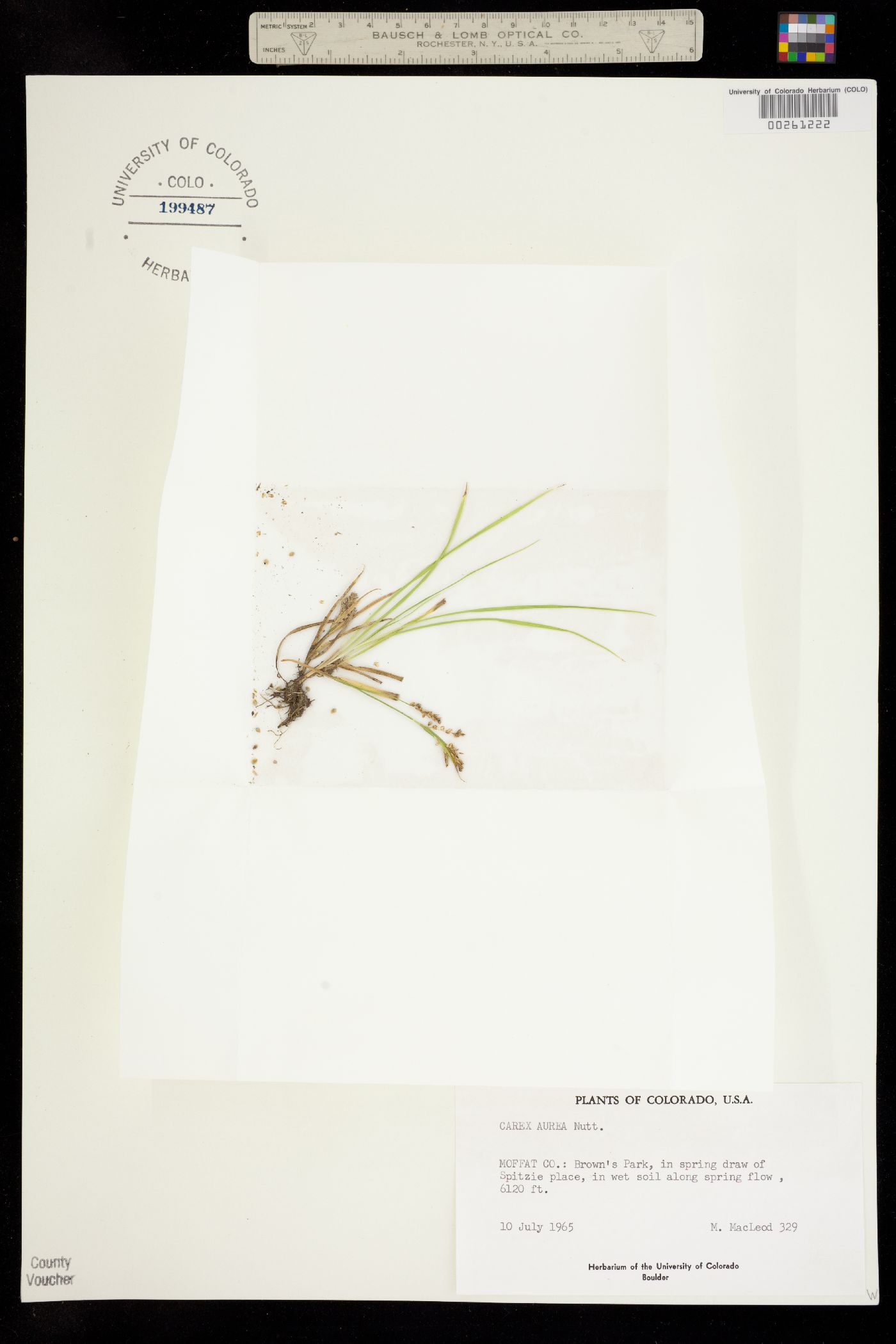 Carex aurea image