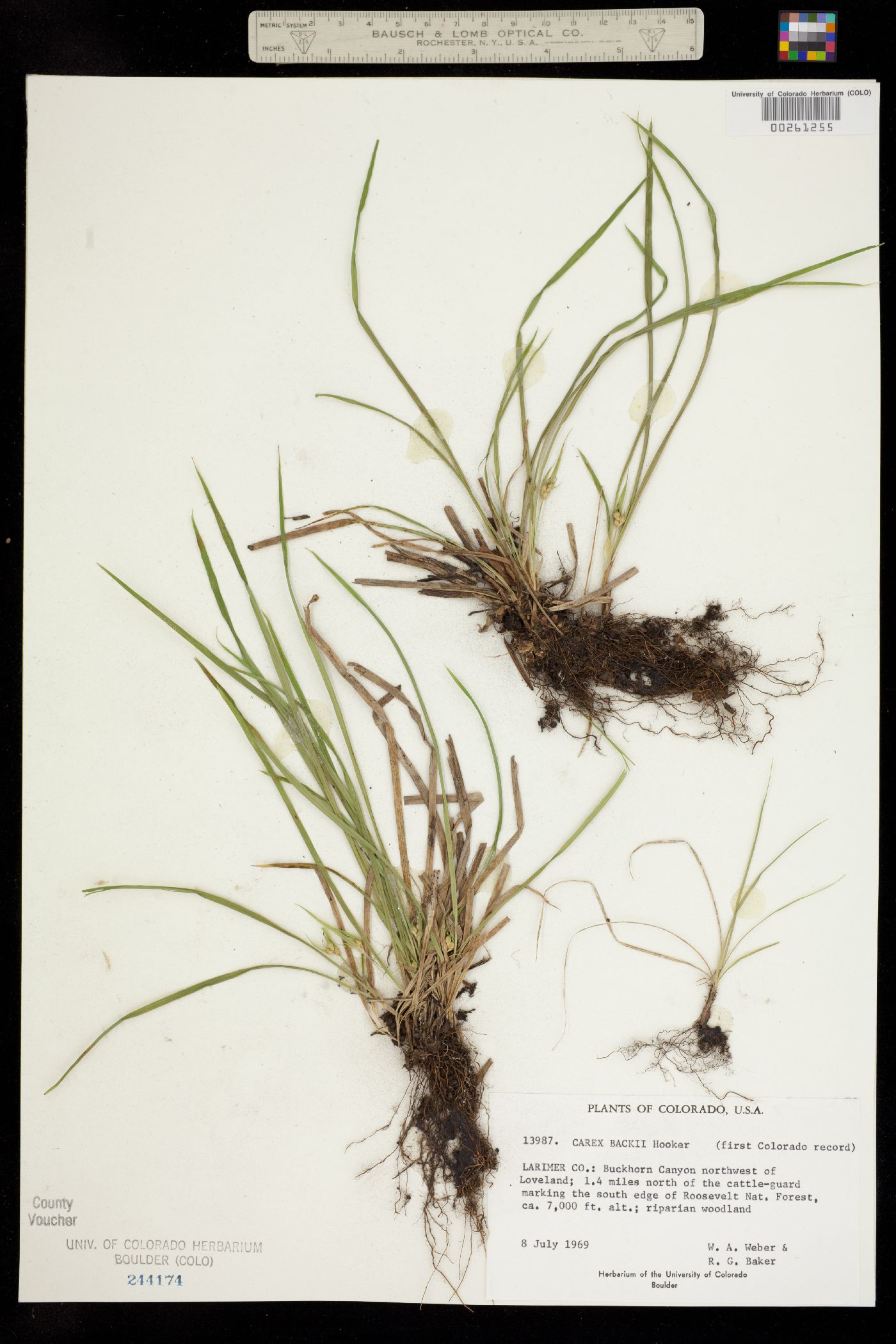 Carex backii image