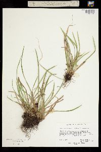 Image of Carex backii