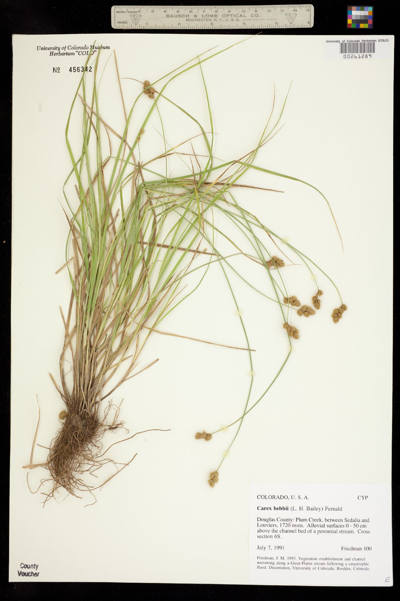 Carex bebbii image