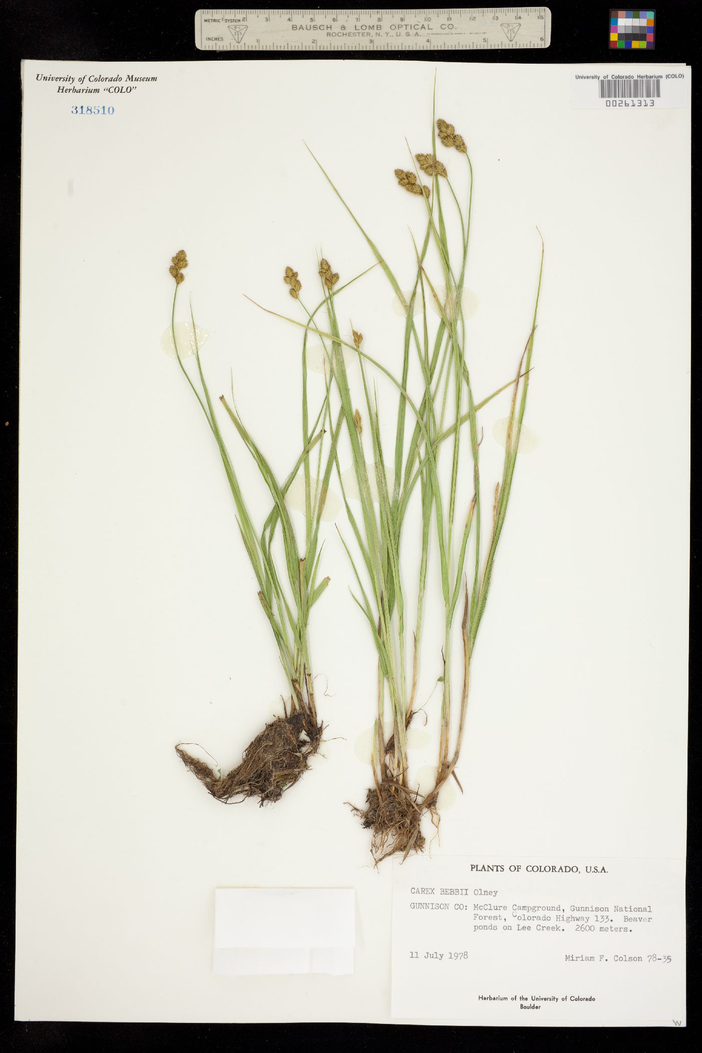 Carex bebbii image