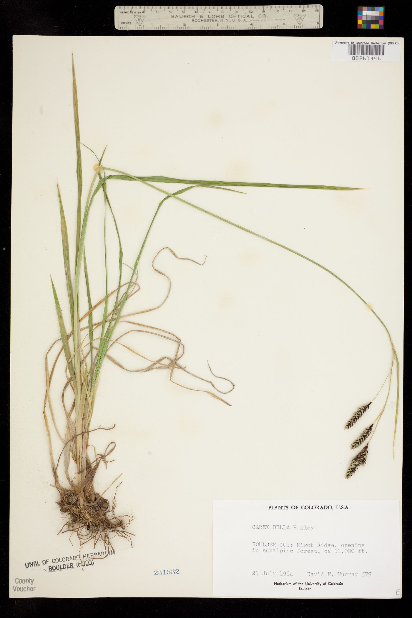 Carex bella image