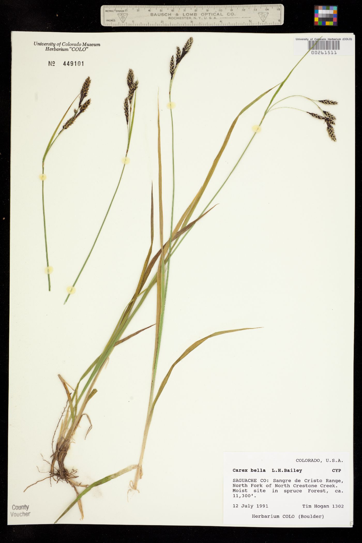 Carex bella image