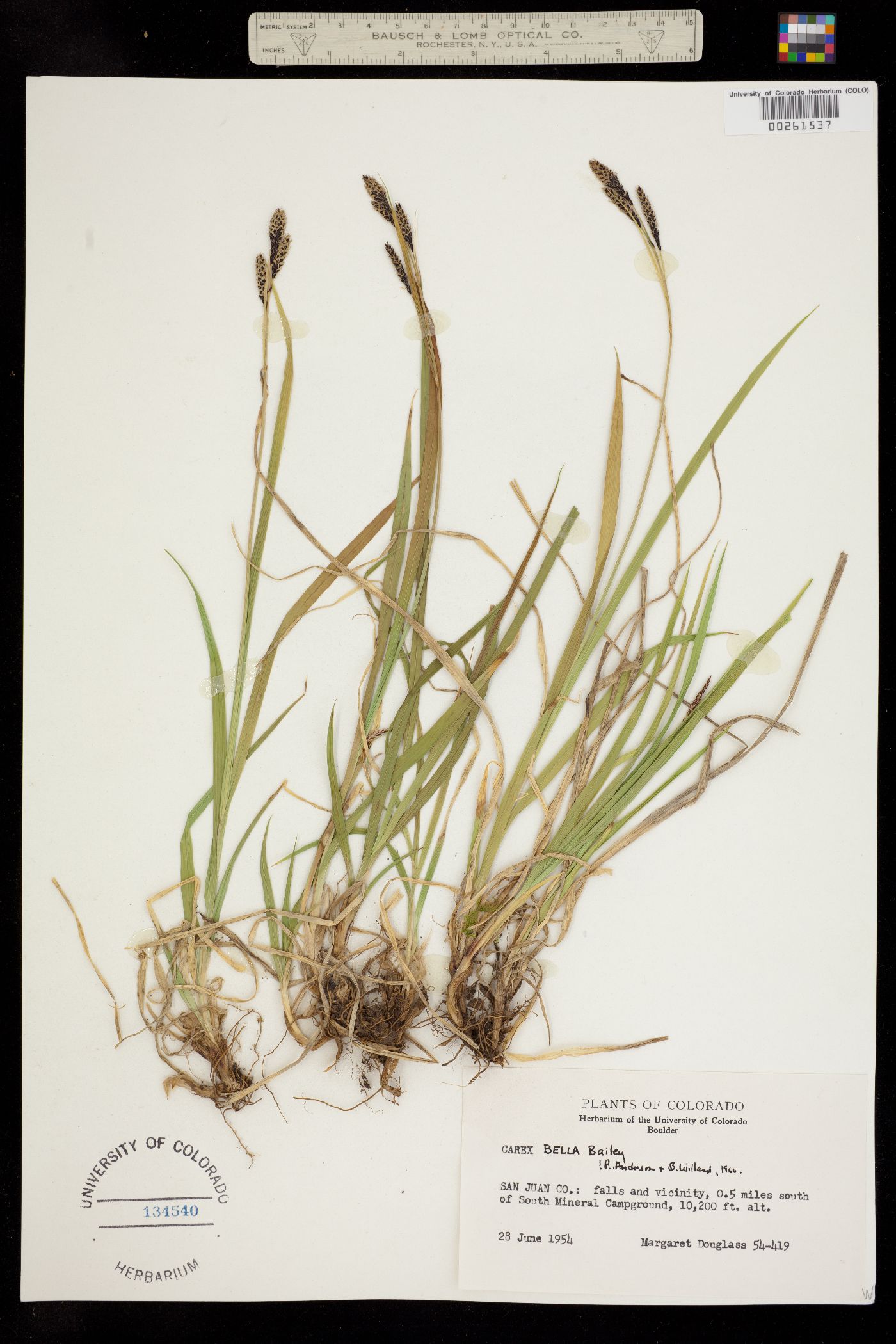 Carex bella image