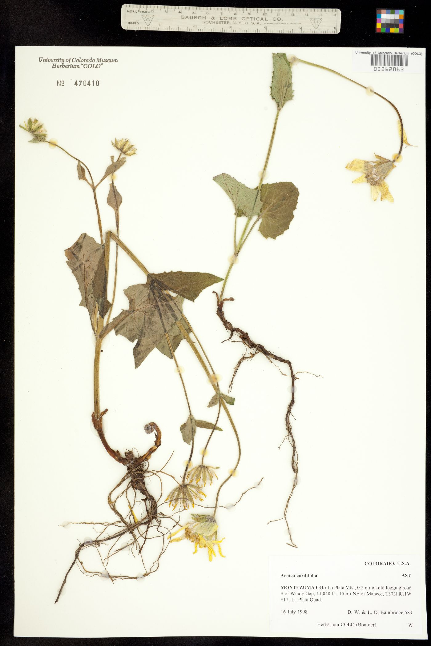 Arnica cordifolia image