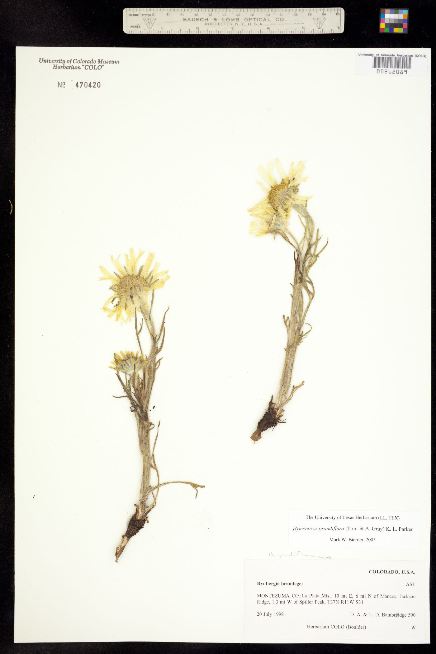 Tetraneuris grandiflora image