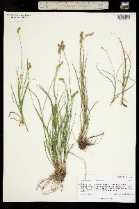 Image of Carex brevior