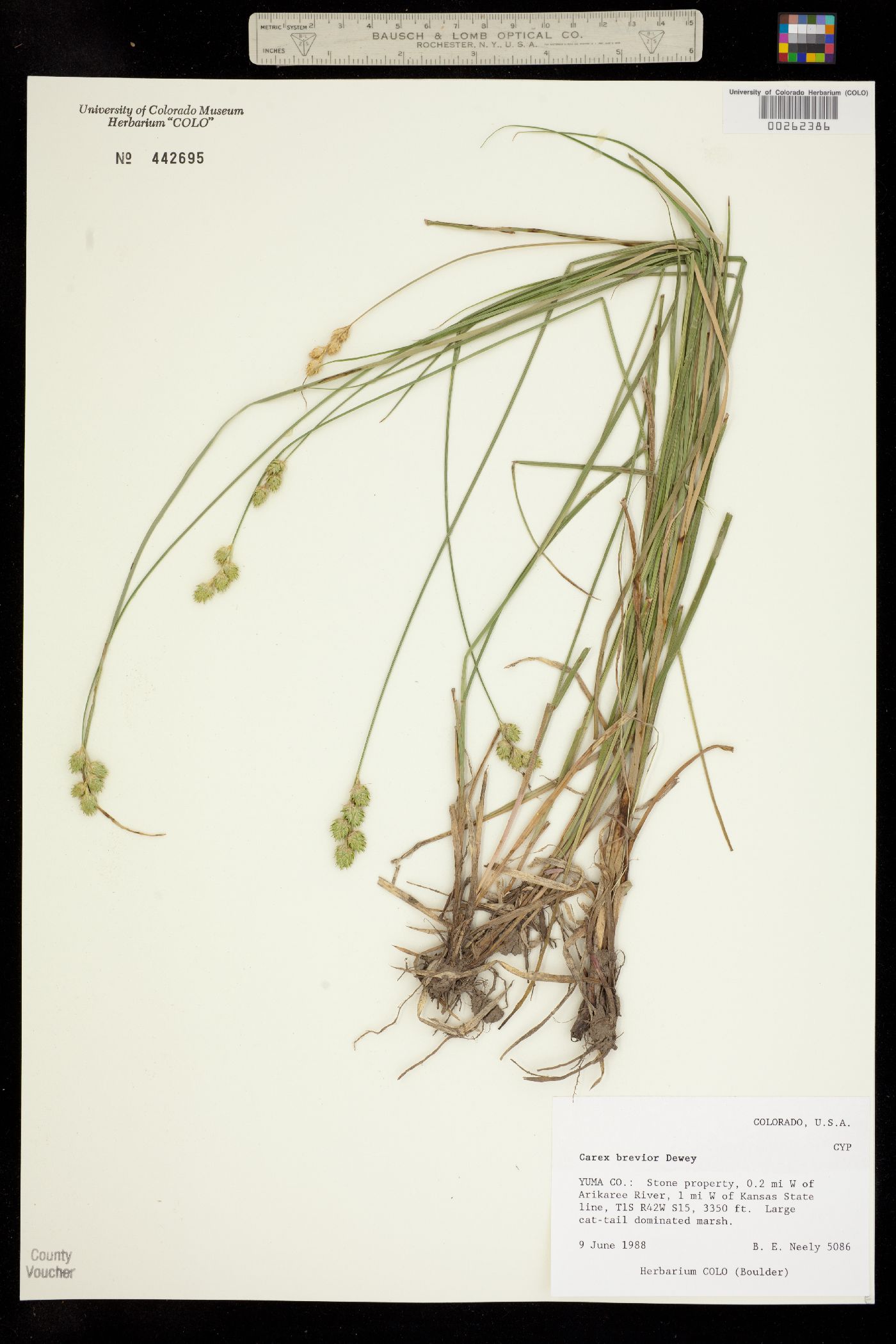 Carex brevior image