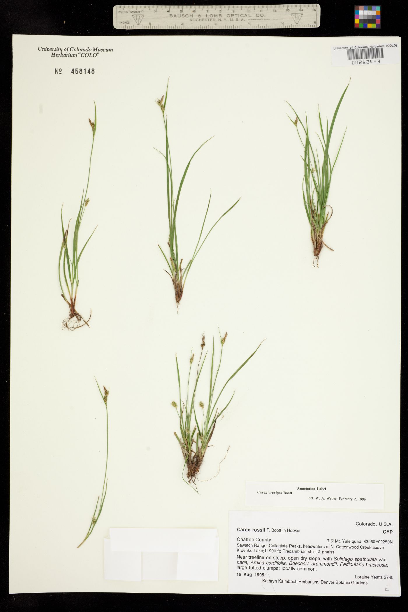 Carex deflexa var. boottii image