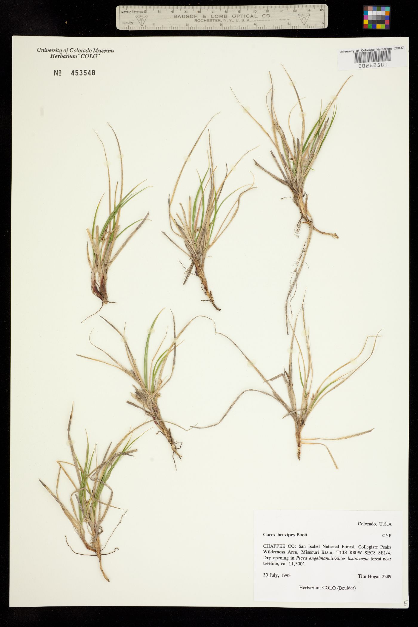 Carex deflexa var. boottii image