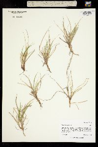 Image of Carex brevipes