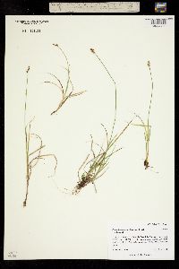 Image of Carex brunnescens