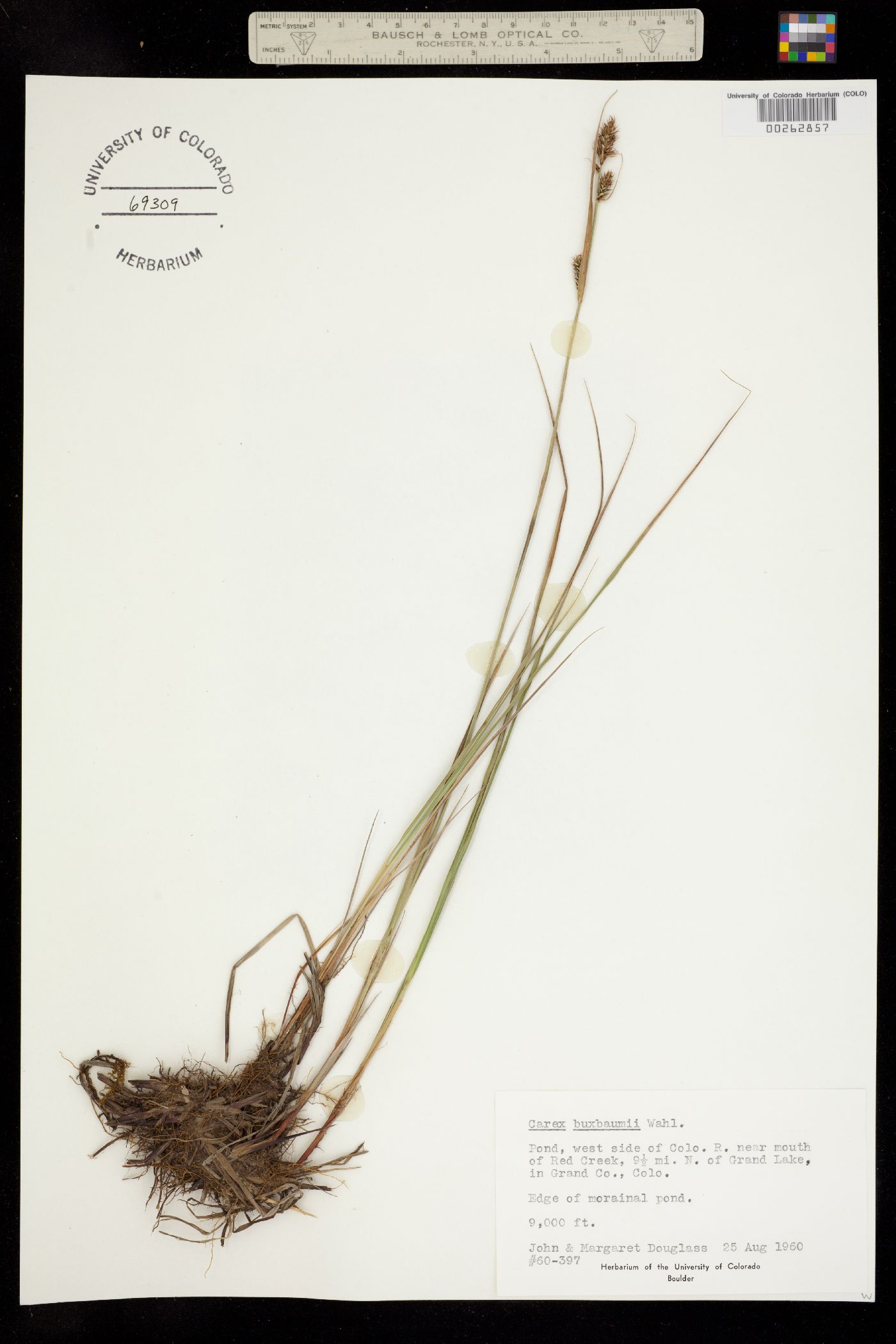 Carex buxbaumii image