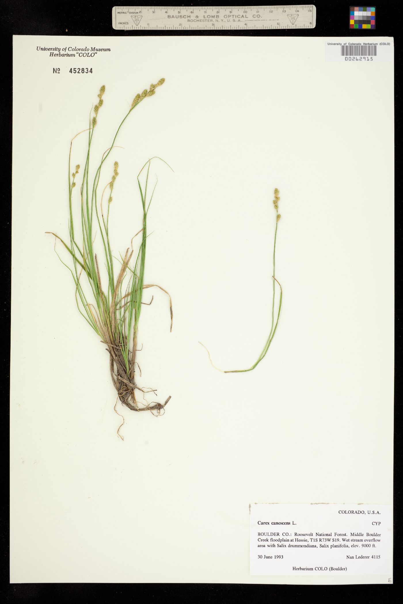 Carex canescens image