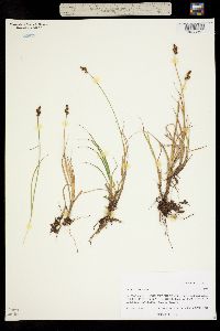 Image of Carex canescens