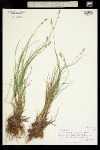 Carex canescens image