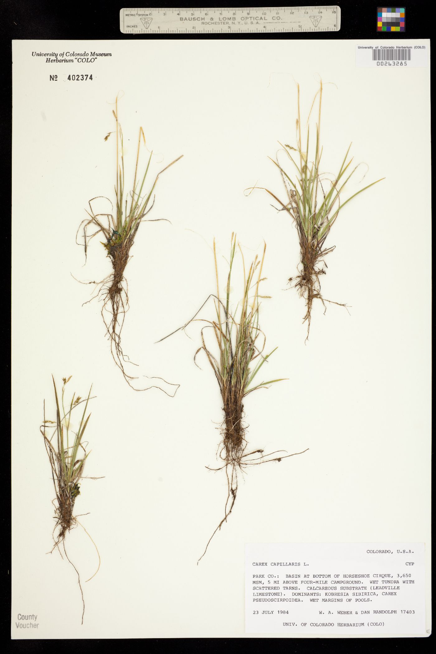 Carex capillaris image