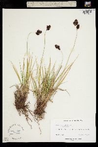 Carex chalciolepis image