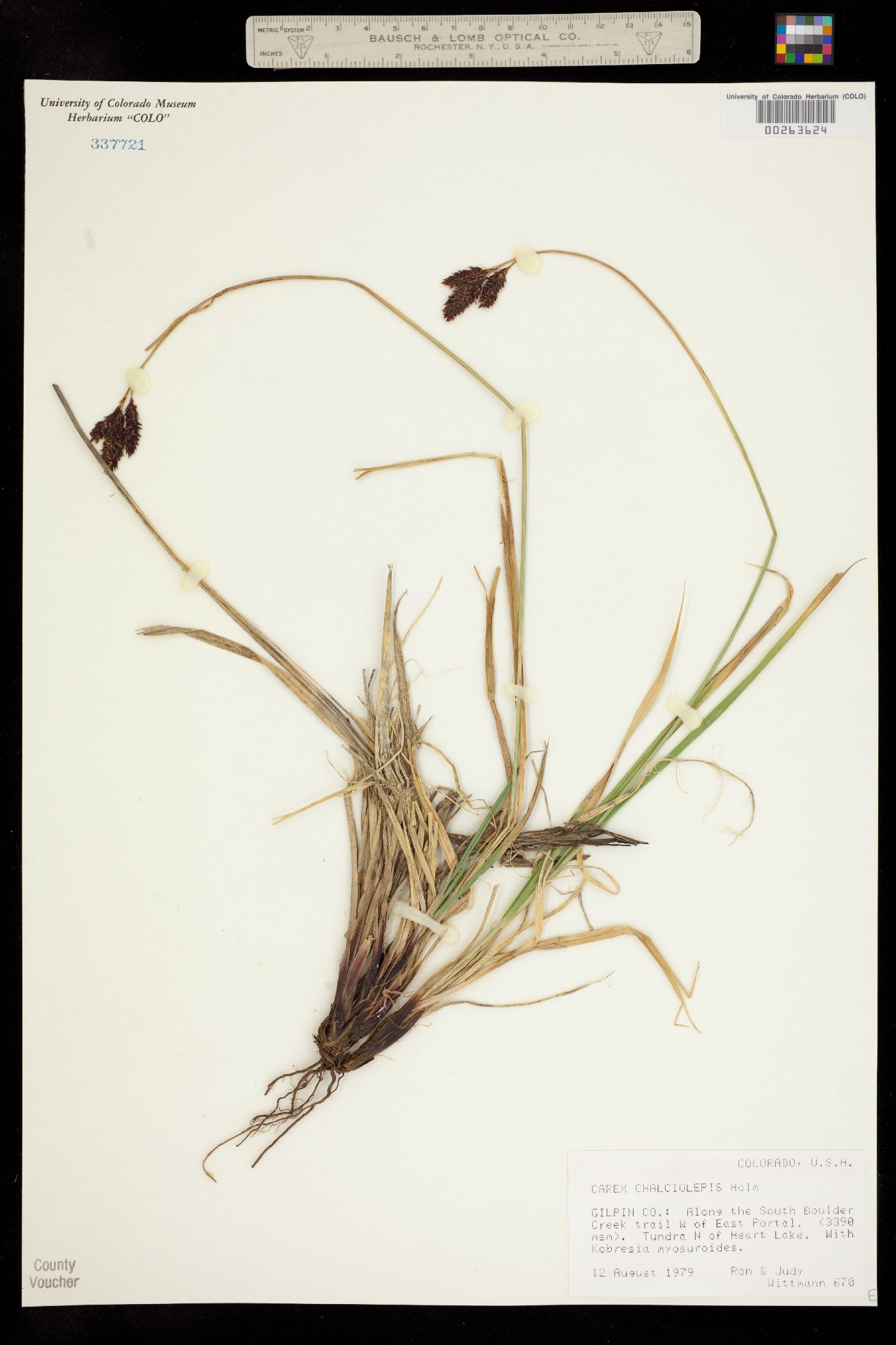 Carex chalciolepis image