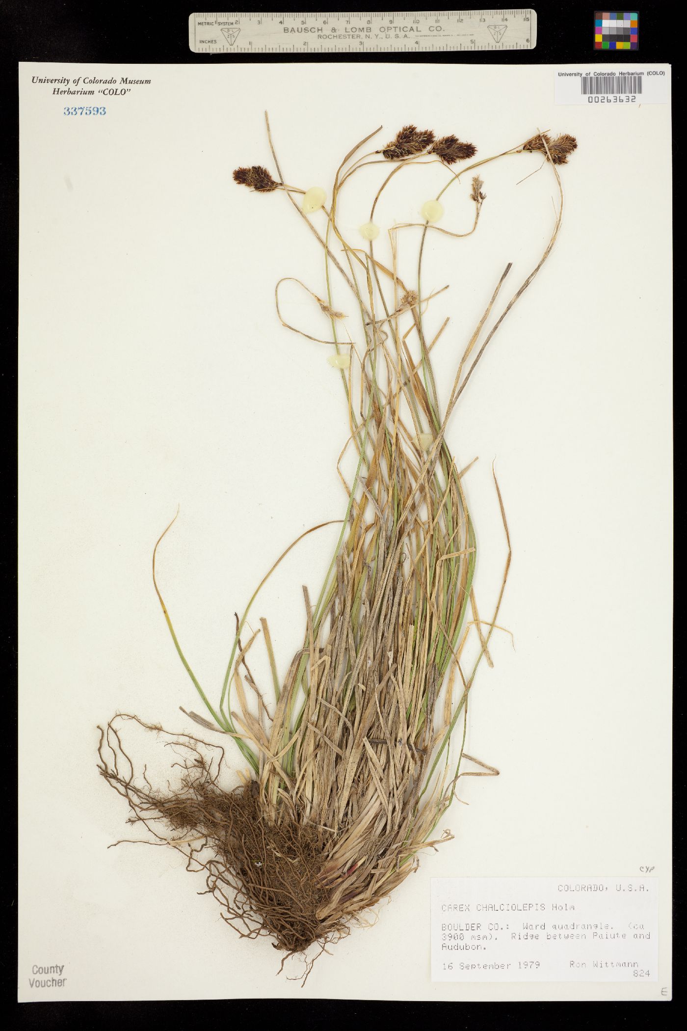 Carex chalciolepis image