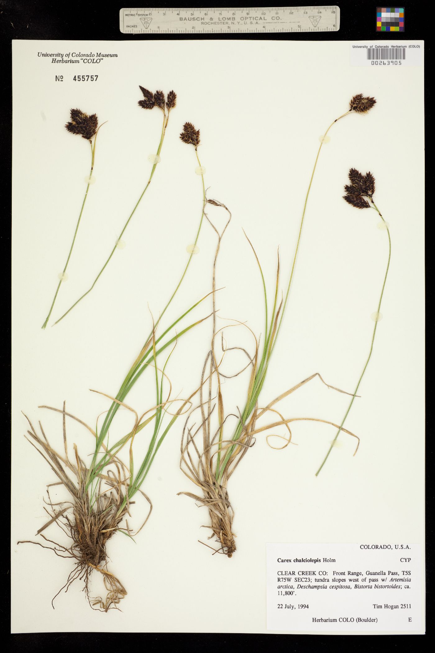 Carex chalciolepis image