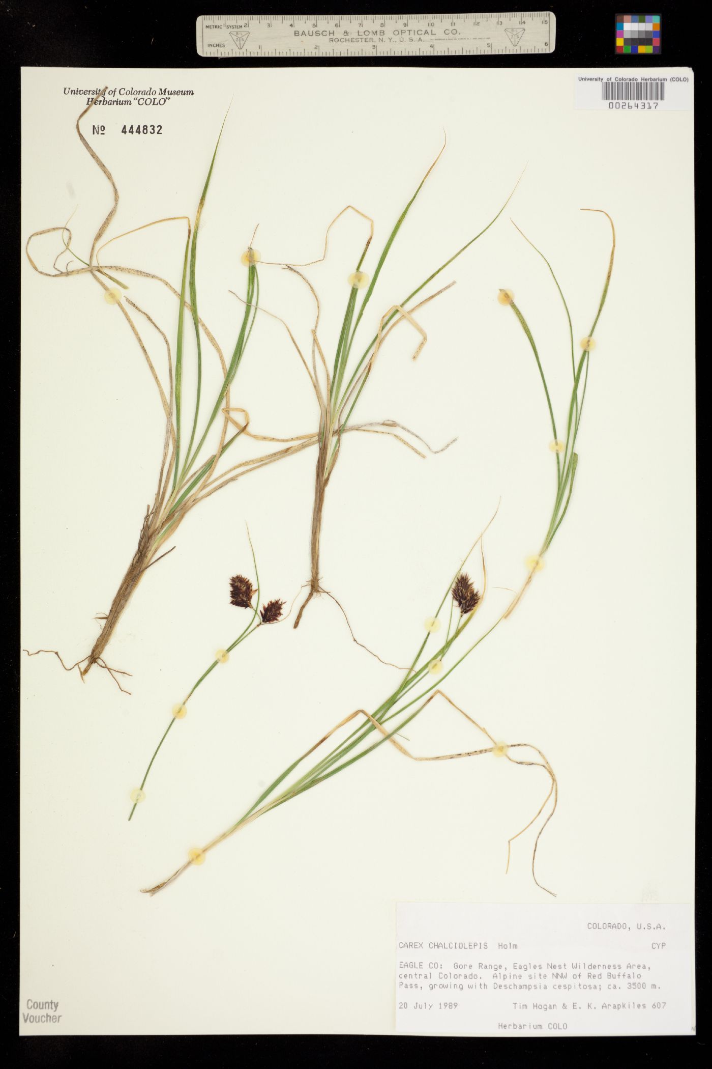 Carex chalciolepis image
