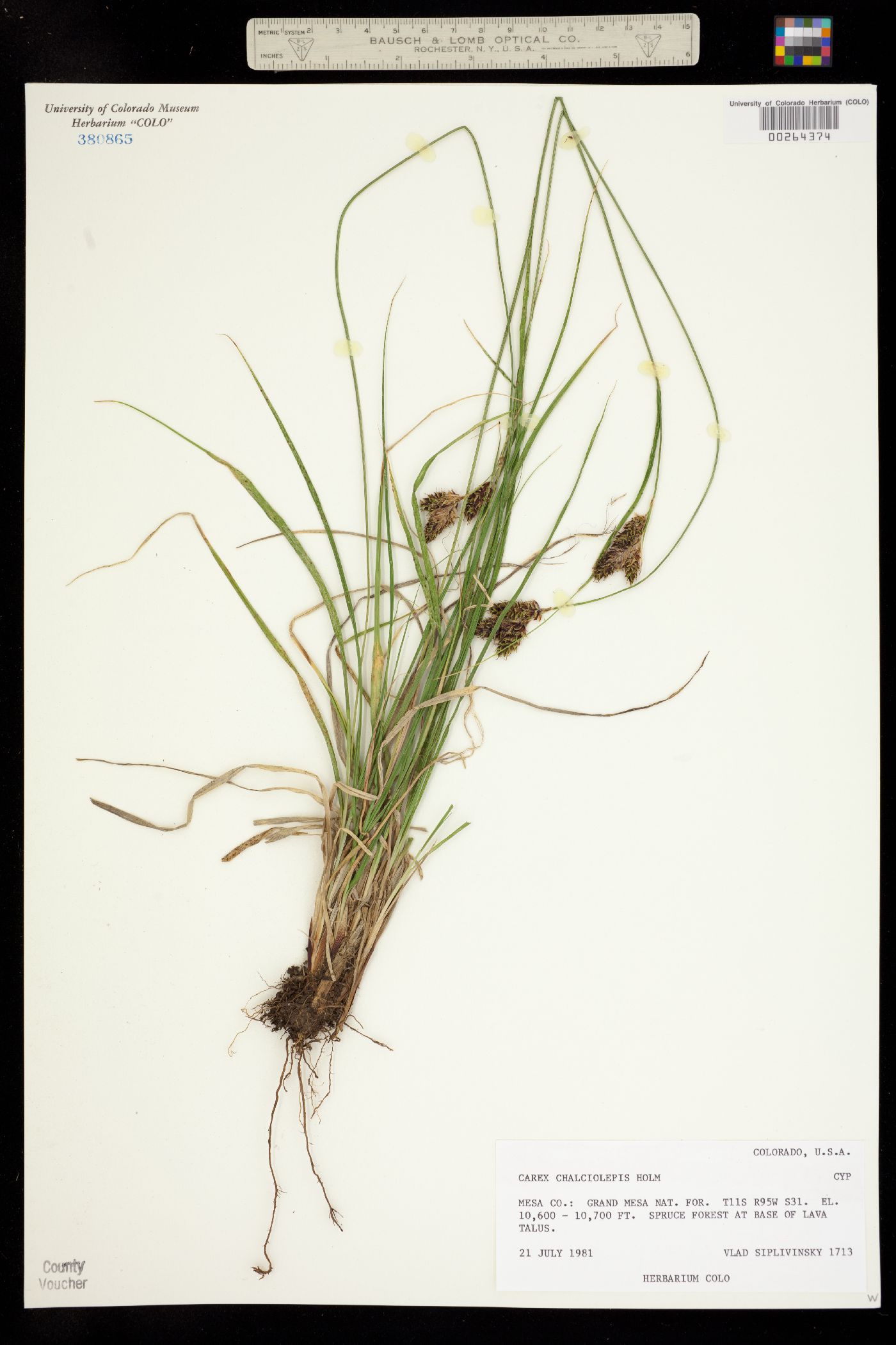Carex chalciolepis image