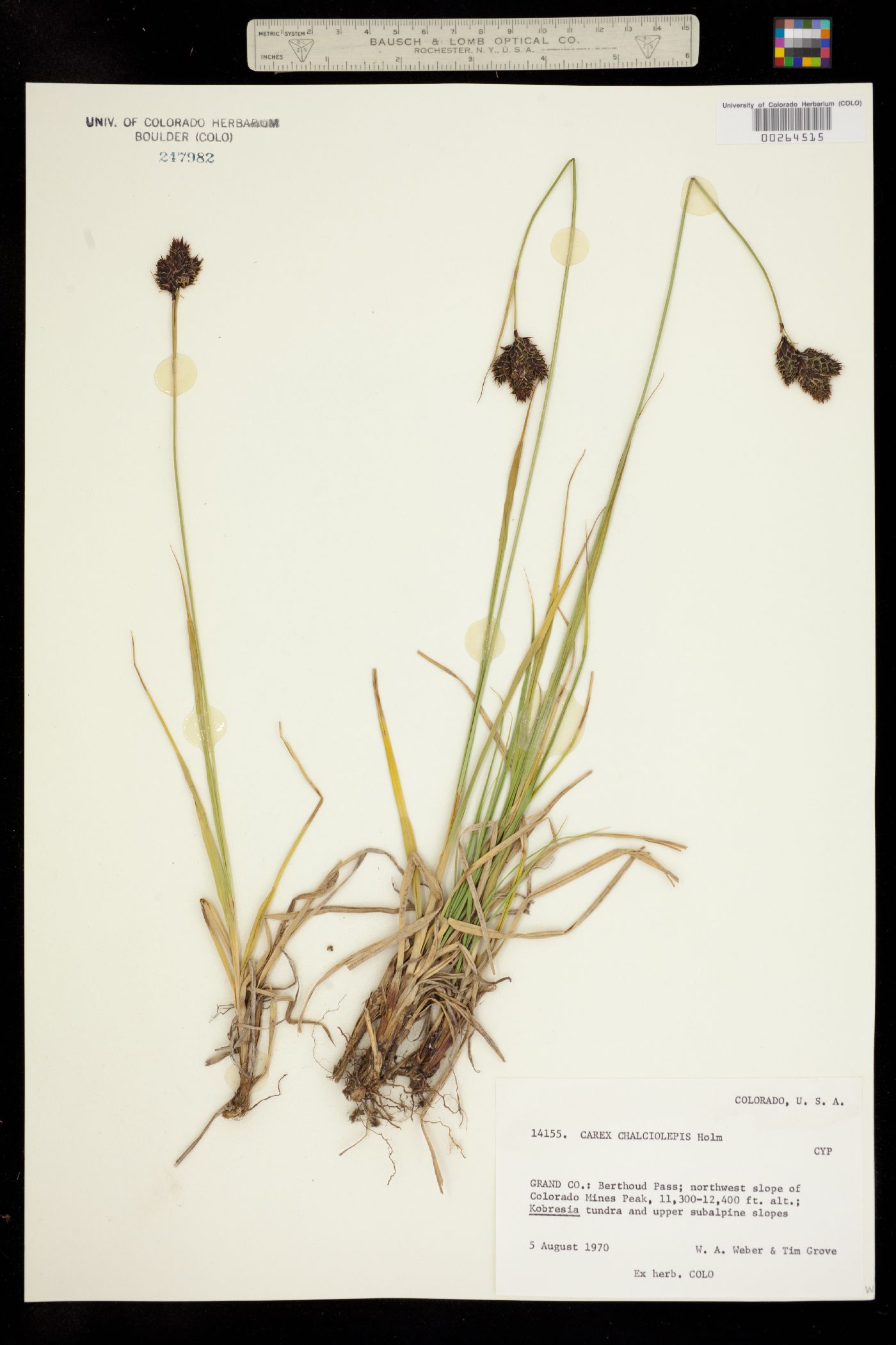Carex chalciolepis image