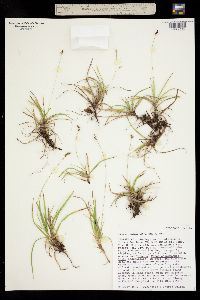 Image of Carex concinna
