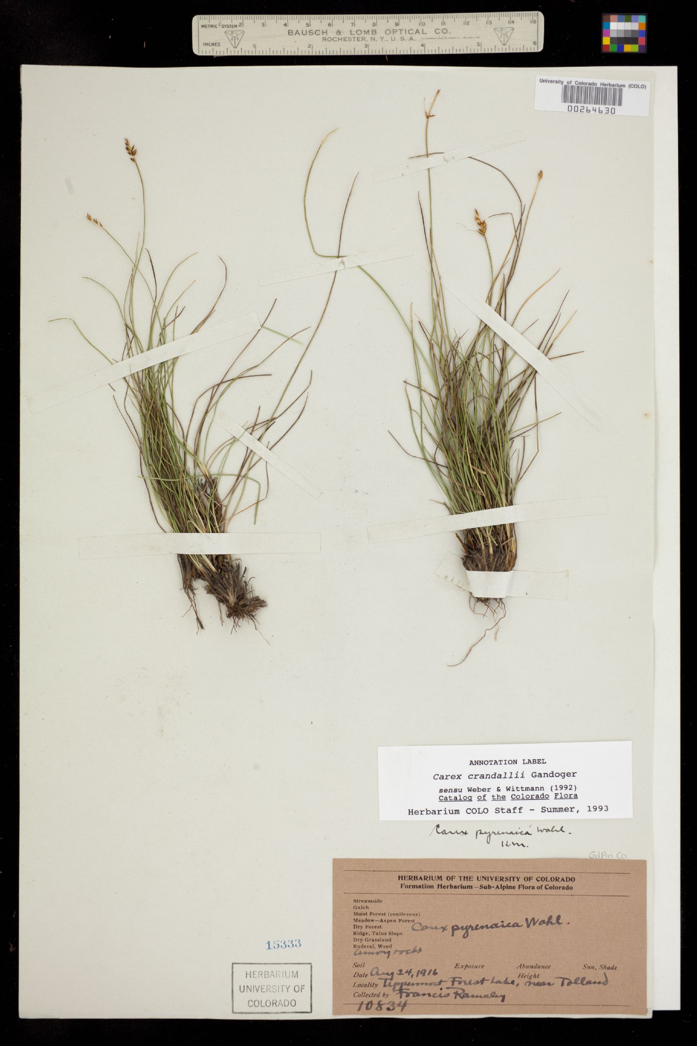 Carex crandallii image